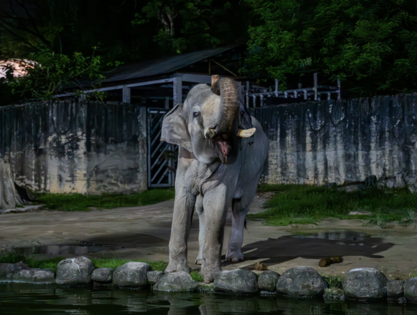 Zoo Taiping & Night Safari: una emocionante aventura en Malasia