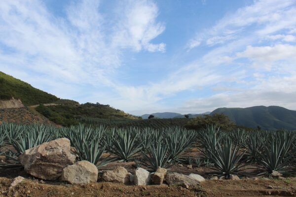 Mezcal oaxaqueño: hacia una producción sostenible de la bebida ancestral