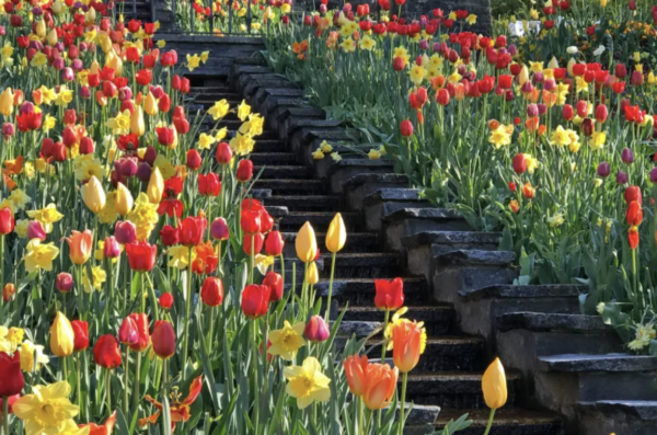 Mainau: la Isla de los Tulipanes a la orilla del lago Constanza en Alemania