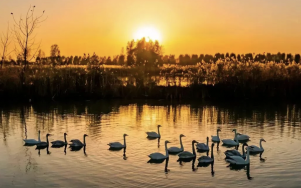 Humedal del Lago Hongze: un encuentro con la naturaleza en China