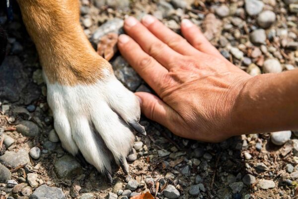 Cuidar a un perro puede mejorar la salud, señalan expertos