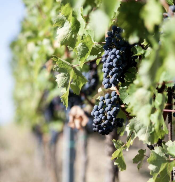 Uva Malvasía de Istria: origen del vino blanco que distingue a Croacia