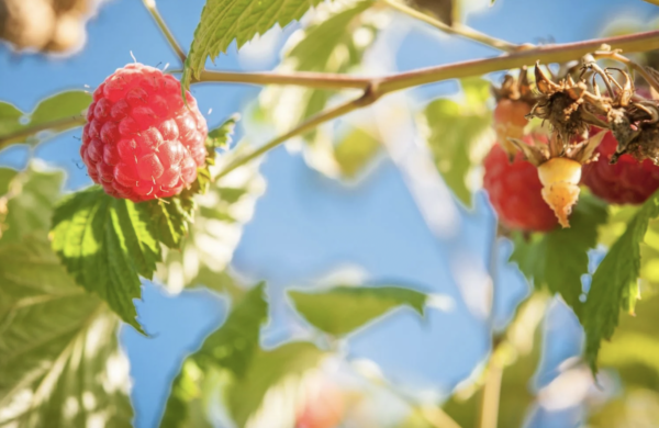 Julio es temporada de frutos rojos en Lauenburg, Alemania